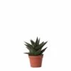 Haworthia Limifolia - ø6cm - H11cm, ø6cm - Plante D'intérieur -VIDA Plantes Magasin 4afee888c24485a1