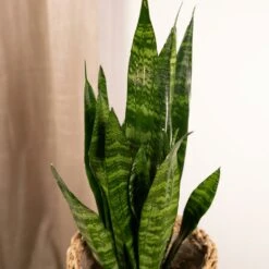 Sansevieria Zeylanica - H55cm, ø14cm - Plante D'intérieur Sans Entretien -VIDA Plantes Magasin 4b22abfedd7b3d72