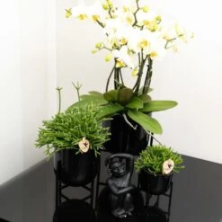 Rhipsalis Baccifera - H10cm, ø6cm - Plante D'intérieur -VIDA Plantes Magasin 4b83bd2ab48d9579