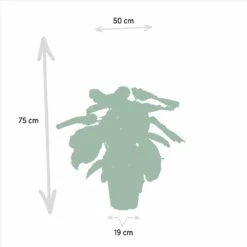 Calathea Medallion - H65cm, ø19cm - Plante D'intérieur -VIDA Plantes Magasin 4d8ee3c3f1c5247c