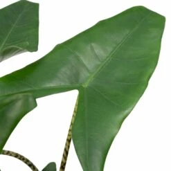 Alocasia Zebrina - H75cm, ø19cm - Grande Plante D'intérieur -VIDA Plantes Magasin 4d92f21551794d46