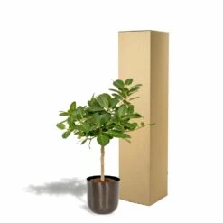 Ficus Benghalensis Et Son Cache-pot Noir - H90cm, ø21cm - Grande Plante D'intérieur -VIDA Plantes Magasin 4eb4833498f77221