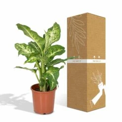 Dieffenbachia Mars - H50cm, ø17cm - Plante D'intérieur -VIDA Plantes Magasin 50353161d6b8ea5b