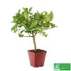 Lime De Tahiti : Quart De Tige, Pot 3L, Agriculture Biologique -VIDA Plantes Magasin 509209 005