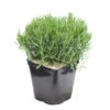 Lavandula Angustifolia Anna : C. 3L -VIDA Plantes Magasin 510699 2099937