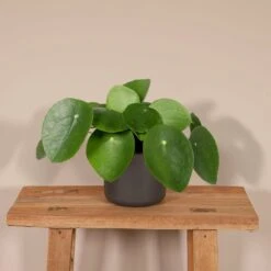 Pilea Peperomiodes - H20cm, ø12cm - Plante D'intérieur -VIDA Plantes Magasin 513a300c6de22731