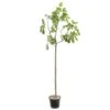 Figuier 'Rouge De Bordeaux' Tige : Pot 10 L -VIDA Plantes Magasin 514655 002