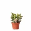 Crassula - H11cm, ø6cm - Plante D'intérieur 1 Crassula - H11cm, ø6cm - Plante D'intérieur -VIDA Plantes Magasin 518458f65b7b58f1