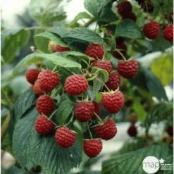 Framboisier 'Héritage' : Pot De 5 Litres -VIDA Plantes Magasin 523572 002