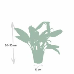Aglaonema Christina - H30cm, ø12cm - Plante D'intérieur -VIDA Plantes Magasin 52d68148d9d73b0c