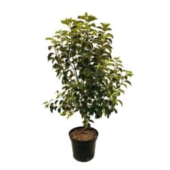 Pommier Reine Des Reinettes : Fuseau 3 Ans D'âge Ctr 20L -VIDA Plantes Magasin 531713 004