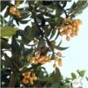 Eriobotrya 'Japonica': Ctr 18L -VIDA Plantes Magasin 532439 002