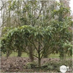 Eriobotrya 'Japonica': Ctr 18L -VIDA Plantes Magasin 532439 003