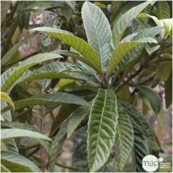 Eriobotrya 'Japonica': Ctr 18L -VIDA Plantes Magasin 532439 004