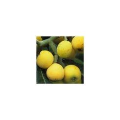 Eriobotrya 'Japonica': Ctr 18L -VIDA Plantes Magasin 532439 005