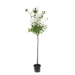 Cognassier: ½ Tige, 4-5 Ans, H 170-180 Cm -VIDA Plantes Magasin 53339 003