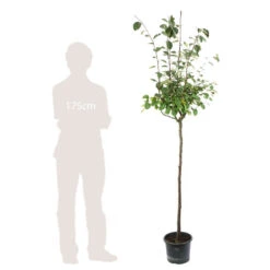 Cognassier: ½ Tige, 4-5 Ans, H 170-180 Cm -VIDA Plantes Magasin 53339 004