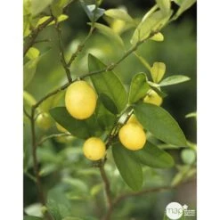 Limequat:AB Conteneur 3 Litres -VIDA Plantes Magasin 536191 003