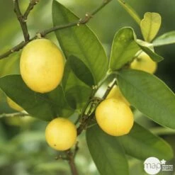 Limequat:AB Conteneur 3 Litres -VIDA Plantes Magasin 536191 004