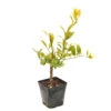Cedratier 'ethrog' : AB, C3L 2 Cedratier 'ethrog' : AB, C3L -VIDA Plantes Magasin 536191 2099988 1