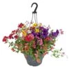 Mélange D'annuelles : Suspension C6L - Variétés Variables -VIDA Plantes Magasin 54081 001