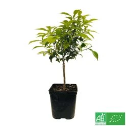 Yuzu AB:pot 3L -VIDA Plantes Magasin 540978 005
