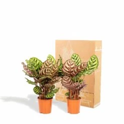 Calathea Makoyana Duo - Plantes D'intérieur -VIDA Plantes Magasin 5418cd57583384fb