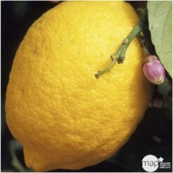 Agrumes XXL: C 5L - Variétés Variables -VIDA Plantes Magasin 552321 004