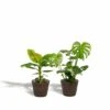 Monstera Deliciosa, Bananier Musa Et Leurs Paniers Noirs, Duo De Plantes - Grandes Plantes D'intérieur -VIDA Plantes Magasin 555ec1d9bf9e3b70