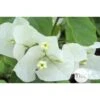 Bougainvillea : Pyramide D17cm - Coloris Variables -VIDA Plantes Magasin 556286 002