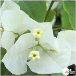 Bougainvillea : Pyramide D17cm - Coloris Variables -VIDA Plantes Magasin 556286 004