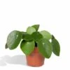 Pilea Peperomiodes - H20cm, ø12cm - Plante D'intérieur -VIDA Plantes Magasin 5595955568a206bc