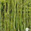 Equisetum Japonica : C.5L -VIDA Plantes Magasin 572501 001