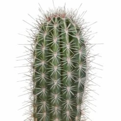 Pachycereus Pringlei - H40cm, ø17cm - Plante D'intérieur -VIDA Plantes Magasin 57b3a108e7f76c21