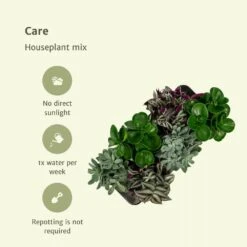 Box 6 Plantes D'intérieur - H20cm, ø12cm - Plantes D'intérieur -VIDA Plantes Magasin 57cb3f066d5948c2