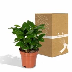 Caféier Arabica - H25cm, ø12cm - Plante D'intérieur -VIDA Plantes Magasin 58473b0a2988b828