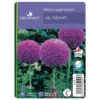 Allium Giganteum : C1L -VIDA Plantes Magasin 585919 001