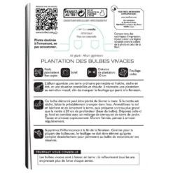 Allium Giganteum : C1L -VIDA Plantes Magasin 585919 002