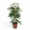 Ficus Amstel King - H100cm, ø21cm - Très Grande Plante D'intérieur -VIDA Plantes Magasin 585d10a644b52216