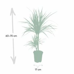 Dracaena Marginata - H70cm, ø17cm - Grande Plante D'intérieur 10 Dracaena Marginata - H70cm, ø17cm - Grande Plante D'intérieur -VIDA Plantes Magasin 59154e5733f16093