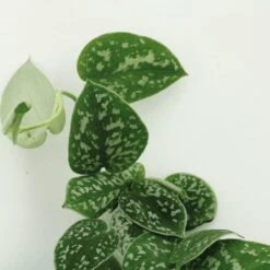 Pothos Scindapsus Pictus Epipremnum - H25cm, ø15cm - Plante D'intérieur Tombante -VIDA Plantes Magasin 5a2ccbdf833b1474
