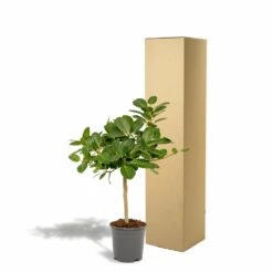 Ficus Benghalensis - H75cm, ø21cm - Grande Plante D'intérieur -VIDA Plantes Magasin 5c1e293321750c74