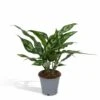 Aglaonema Maria - H30cm, ø12cm - Plante D'intérieur -VIDA Plantes Magasin 5cc3b1896d7aa749