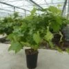 Vigne 'muscat De Hambourg' Bio Tailles:pot De 6 Litres, Hauteur 60/80 Cm -VIDA Plantes Magasin 5cf41cfadd0d3dea