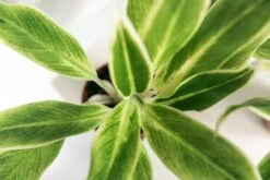 Plante Verte - Aglaonema Lipstick Green - H25cm, ø9cm - Plante D'intérieur 9 Plante Verte - Aglaonema Lipstick Green - H25cm, ø9cm - Plante D'intérieur -VIDA Plantes Magasin 5d00ec58edb9ad7a