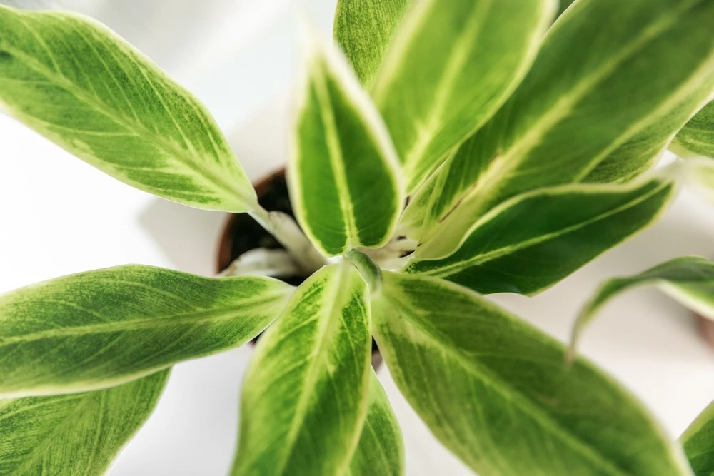 Plante Verte - Aglaonema Lipstick Green - H25cm, ø9cm - Plante D'intérieur 5 Plante Verte - Aglaonema Lipstick Green - H25cm, ø9cm - Plante D'intérieur – Image 3