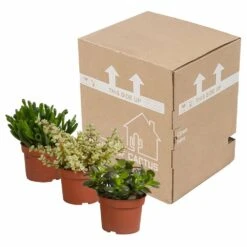 Crassula, Box De 3 Plantes - H15cm, ø10,5cm - Plantes D'intérieur -VIDA Plantes Magasin 5ddb1b051b6db20b