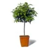 Mandarinier Satsuma Bio "citrus Unshiu" Tailles:pot De 3 Litres, Hauteur 30/40 Cm -VIDA Plantes Magasin 5e11a2c7643386a3