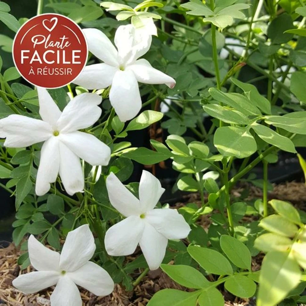 Jasmin De Grasse' - Jasminum Grandiflorum 3l 3 Jasmin De Grasse' - Jasminum Grandiflorum 3l