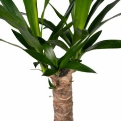 Yucca - H40cm, ø14cm - Plante D'intérieur -VIDA Plantes Magasin 5f16e0f52d300105